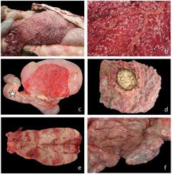 Gastric adenocarcinoma with carcinomatosis and degenerative joint disease of the xiphisternum in a Bactrian camel (Camelus bactrianus)