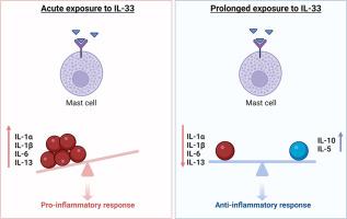 Acute and prolonged effects of interleukin-33 on cytokines in human cord blood-derived mast cells