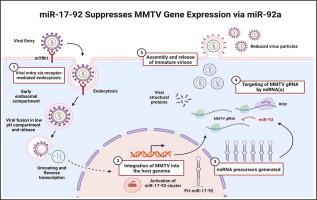 The Host miR-17-92 Cluster Negatively Regulates Mouse Mammary Tumor Virus (MMTV) Replication Primarily Via Cluster Member miR-92a