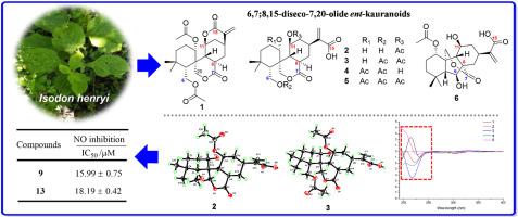 ent-Kaurane diterpenoids from Isodon henryi and their anti-inflammatory activities