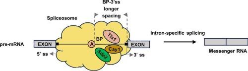 Introns with branchpoint-distant 3′ splice sites: Splicing mechanism and regulatory roles