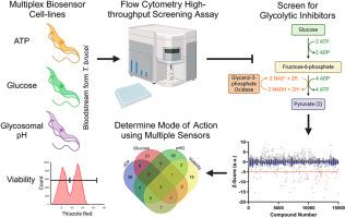 A multiplexed high throughput screening assay using flow cytometry identifies glycolytic molecular probes in bloodstream form Trypanosoma brucei