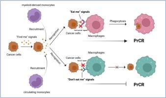 Modulating macrophage-mediated programmed cell removal: An attractive strategy for cancer therapy