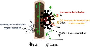 Electric field effect of microbial fuel cells on biological reactions: A review