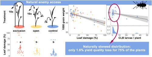 Cereal leaf beetle (Oulema spp.) damage reduces yield and is more severe when natural enemy action is prevented