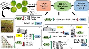 Changes in biochemical composition during the transition from vegetative to reproductive phases in Ulva ohnoi