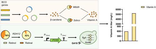 Systematic metabolic engineering enables highly efficient production of vitamin A in Saccharomyces cerevisiae