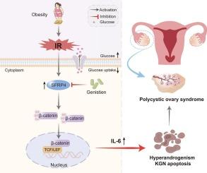 SFRP4 contributes to insulin resistance-induced polycystic ovary syndrome by triggering ovarian granulosa cell hyperandrogenism and apoptosis through the nuclear β-catenin/IL-6 signaling axis