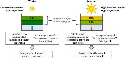 Biochemical changes due to photothermal acclimation of Oedogonium and associated implications for photosynthetic growth and biomass utilisation