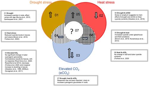 Cyanide in cassava: Understanding the drivers, impacts of climate variability, and strategies for food security