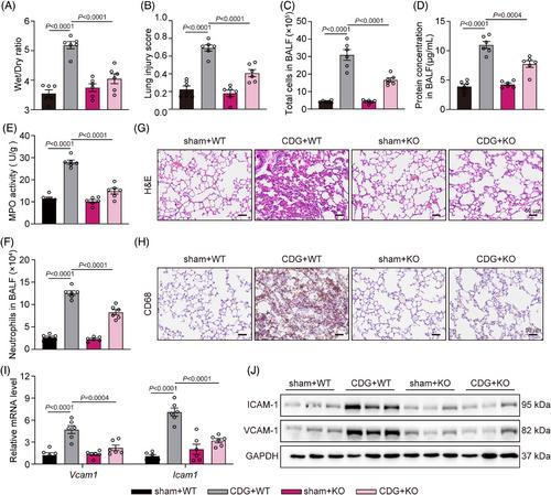 Cyclic-di-GMP induces inflammation and acute lung injury through direct binding to MD2