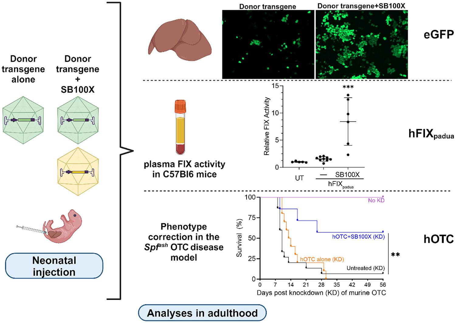 Stable transduction of the neonatal mouse liver using a hybrid rAAV/sleeping beauty transposon gene delivery system