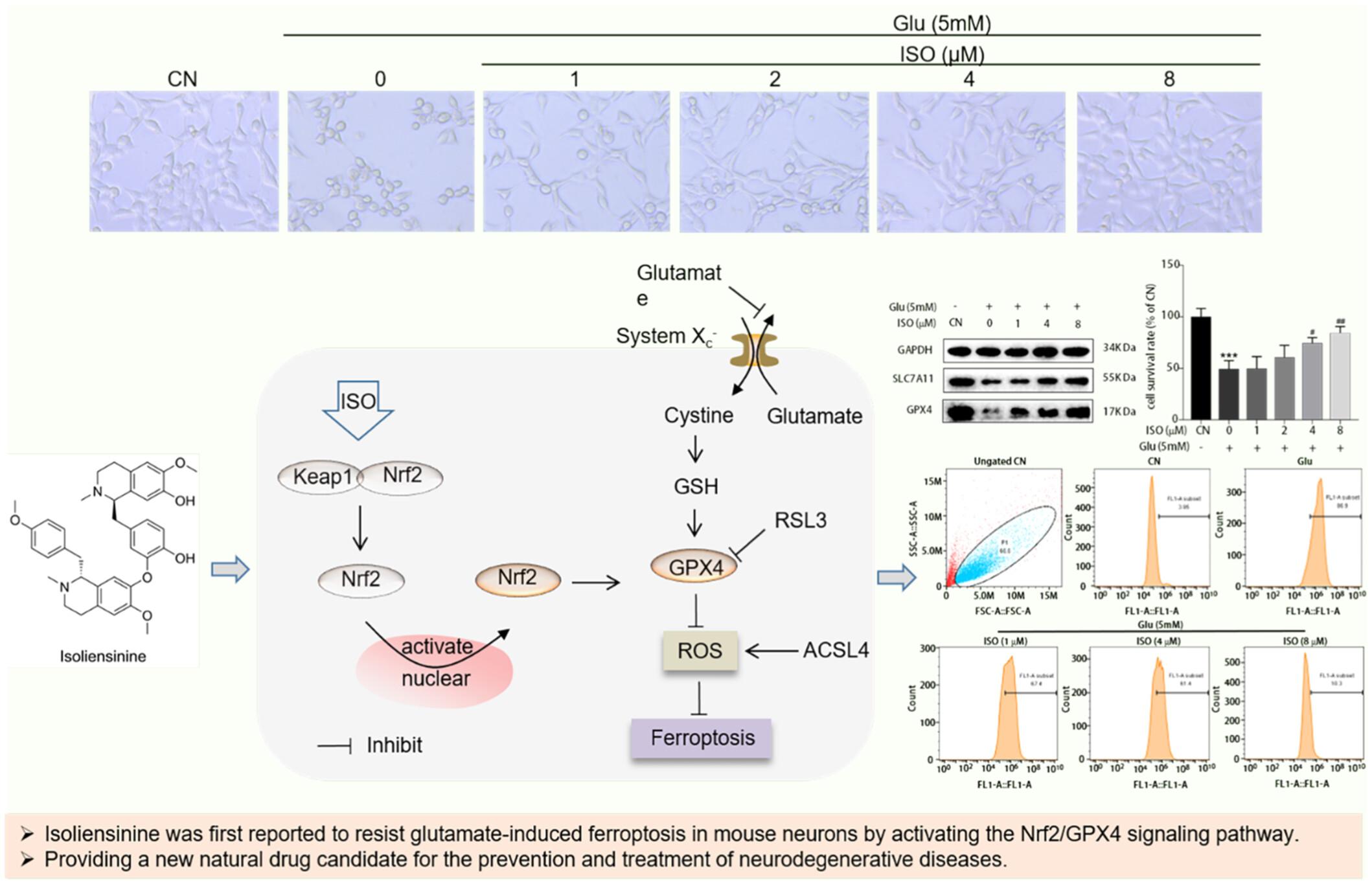 Isoliensinine activated the Nrf2/GPX4 pathway to inhibit glutamate-induced ferroptosis in HT-22 cells