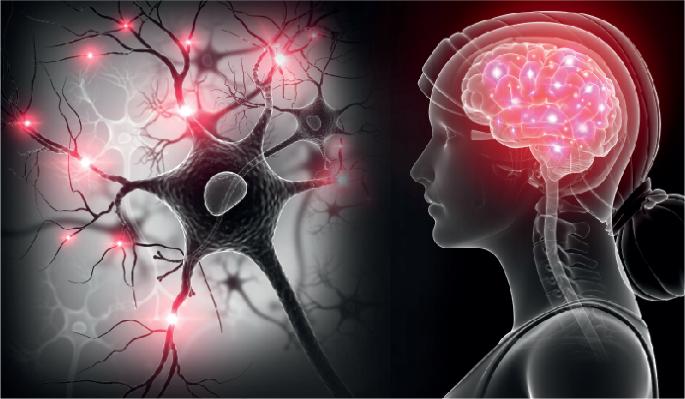 Exploring how APOE ε4 increases Alzheimer’s disease risk in women