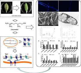 Plant-derived citronellol can significantly disrupt cell wall integrity maintenance of Colletotrichum camelliae