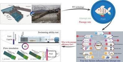 Evaluation of pool-and-weir fishway efficiency for the upstream spawning migration of Qinghai Lake's naked carp