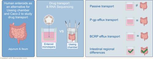 Human enteroid monolayers as a potential alternative for Ussing chamber and Caco-2 monolayers to study passive permeability and drug efflux