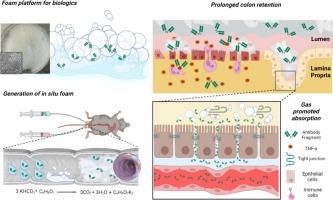 An in situ bioadhesive foam as a large intestinal delivery platform for antibody fragment to treat inflammatory bowel disease