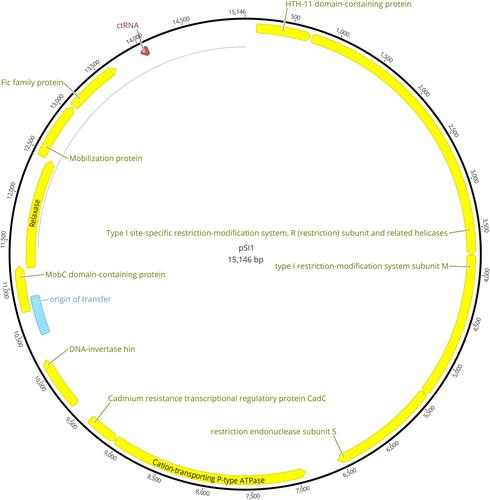 Extraction of high-molecular-weight DNA from Streptococcus spp. for nanopore sequencing in resource-limited settings