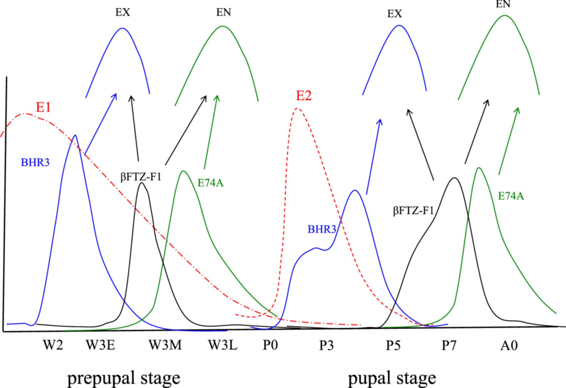 Insect cuticular protein; gene expression, genomic structure, transcriptional regulation, speculated cuticular structure, clarified through the genomic analysis of Bombyx mori