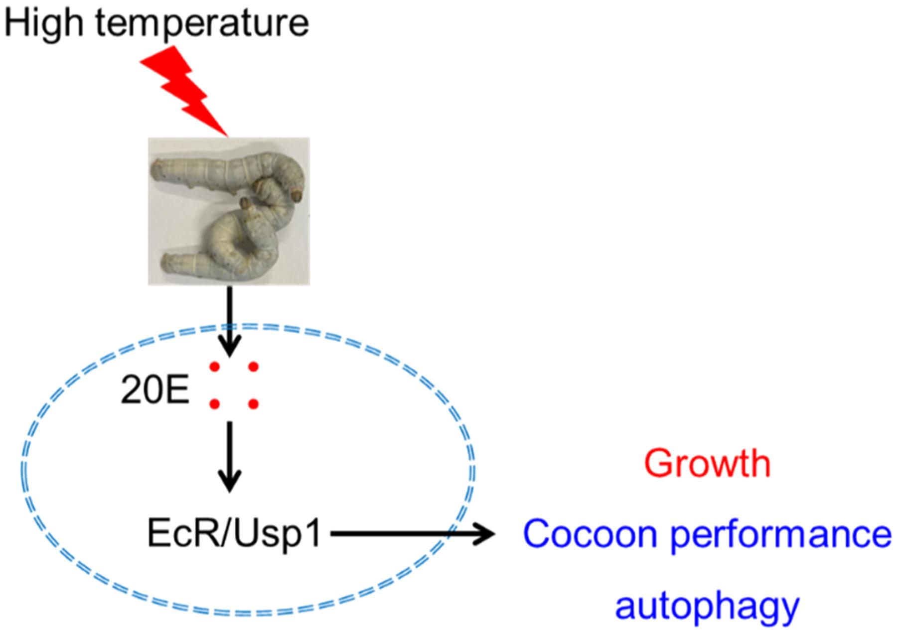 Effects of high temperature on the growth performance and midgut autophagy of thermotolerant and thermosensitive silkworm strains