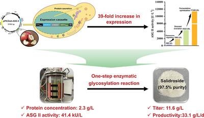 Facilitating secretory expression of apple seed β-glucosidase in Komagataella phaffii for the efficient preparation of salidroside