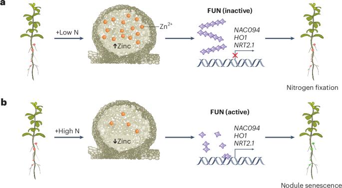 Zinc sensing in nodules regulates symbiotic nitrogen fixation