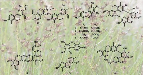 Phenanthrenes from Juncus articulatus with Antibacterial and Biofilm Formation Inhibitory Activity