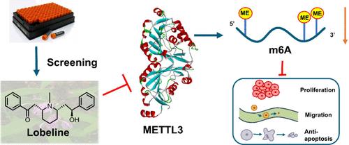 Identification of an m6A Natural Inhibitor, Lobeline, That Reverses Lenvatinib Resistance in Hepatocellular Tumors