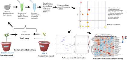 Unravelling metabolomics and antioxidant potential of sweet orange cultivar Pusa Sharad grafted on various citrus rootstocks under sodium chloride stress