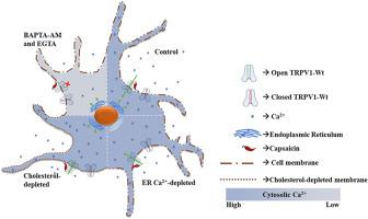 Capsaicin-insensitivity of TRPV1-R575D mutant located at the lipid-water-interface region can be rescued by either extracellular Ca2+-chelation or cholesterol reduction