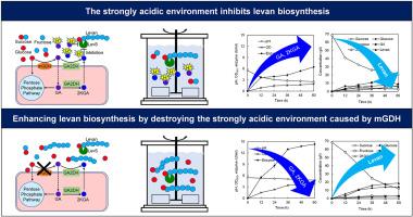 Enhancing levan biosynthesis by destroying the strongly acidic environment caused by membrane-bound glucose dehydrogenase (mGDH) in Gluconobacter sp. MP2116