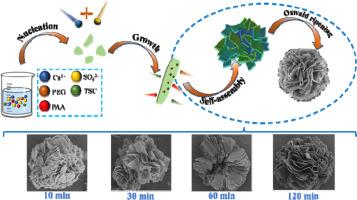 Synthesis of 3D hierarchical flower-like calcium sulfate microspheres for cadmium removal from wastewater