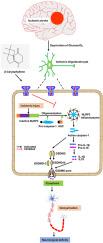 β-Caryophyllene mitigates ischemic stroke-induced white matter lesions by inhibiting pyroptosis