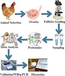 Unraveling the mysteries of chicken proteomics: Insights into follicle development and reproduction