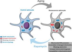 Accumulation of damaged mitochondria in aging astrocytes due to mitophagy dysfunction: Implications for susceptibility to mitochondrial stress