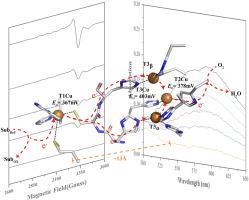 Analysis of the electron transfer pathway in small laccase by EPR and UV–vis spectroscopy coupled with redox titration