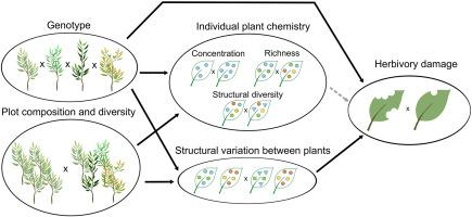 Neighbourhood effects on herbivory damage and chemical profiles in short-rotation coppice willows and their hybrids