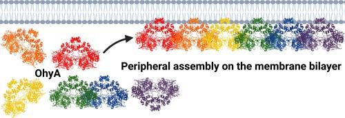 Cryo-EM reconstruction of oleate hydratase bound to a phospholipid membrane bilayer