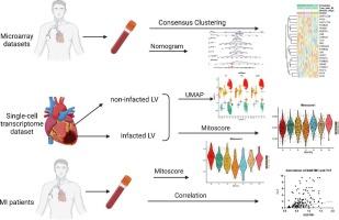 Characterization of a novel mitophagy-related 5-genes signature for diagnosis of acute myocardial infarction