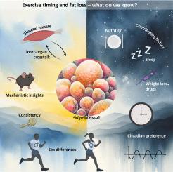 Timing of physical activity in the pursuit of fat mass loss and weight maintenance