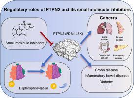 Regulation of protein phosphorylation by PTPN2 and its small-molecule inhibitors/degraders as a potential disease treatment strategy