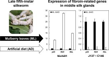 Differential expression of fibroin-related genes in middle silk glands is induced by dietary differences in a strain-dependent manner in Bombyx mori