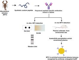 Development of a gold nanoparticle-based novel diagnostic prototype for in vivo detection of Indian red scorpion (Mesobuthus tamulus) venom