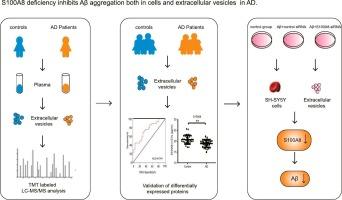 Proteomics of plasma-derived extracellular vesicles reveals S100A8 as a novel biomarker for Alzheimer's disease: A preliminary study