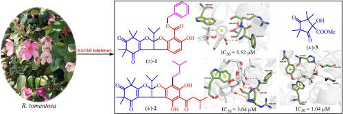 Acetylcholinesterase inhibitory phloroglucinols from tropic Rhodomyrtus tomentosa