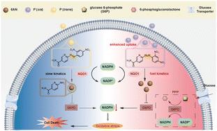 Engineering hypoxia-responsive 6-aminonicotinamide prodrugs for on-demand NADPH depletion and redox manipulation†