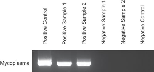 Standardized Production of Anti-Desmoglein 3 Antibody AK23 for Translational Pemphigus Vulgaris Research