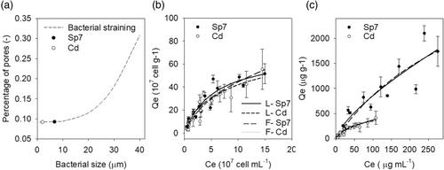 Spatial distribution of Azospirillum brasilense in 2D flow cell: Effect of irrigation and inoculation regimes