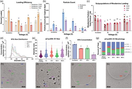 Orthogonal analysis reveals inconsistencies in cargo loading of extracellular vesicles